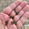 TULIP ANTISOC / AGRAFE RAPIDE TULIP ANTISOC / AGRAFE RAPIDE